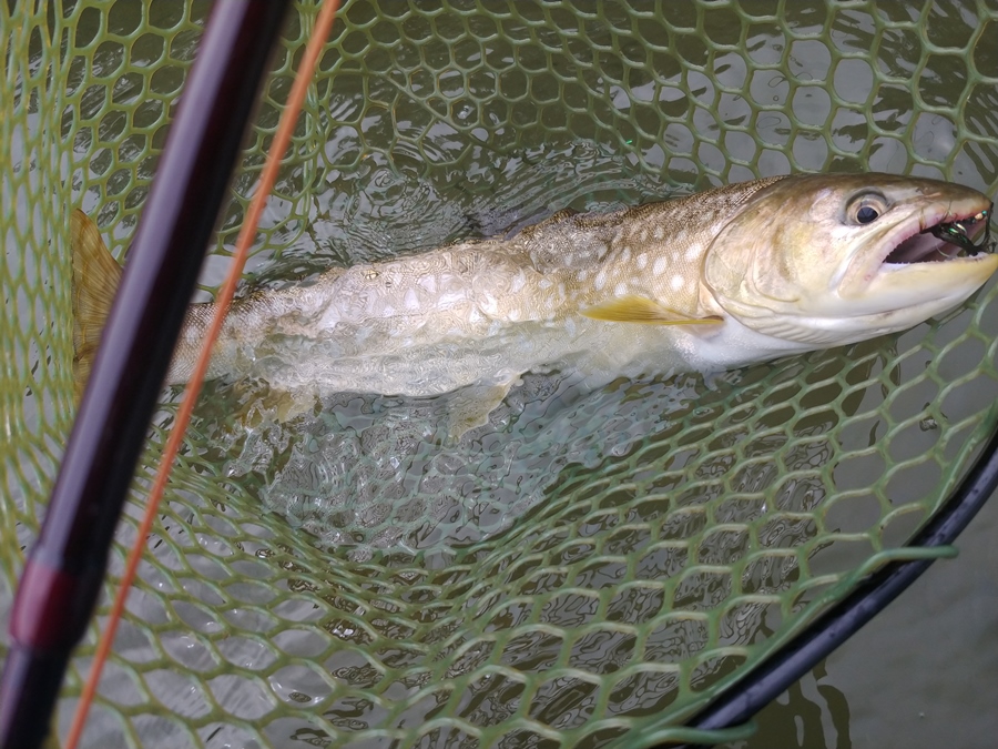 阿寒湖のアメマス　フライで釣れた