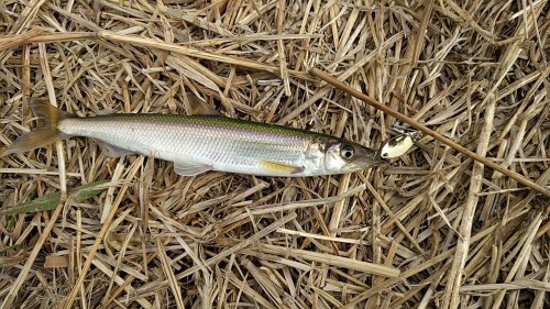 きゅうり魚　ルアーで釣った