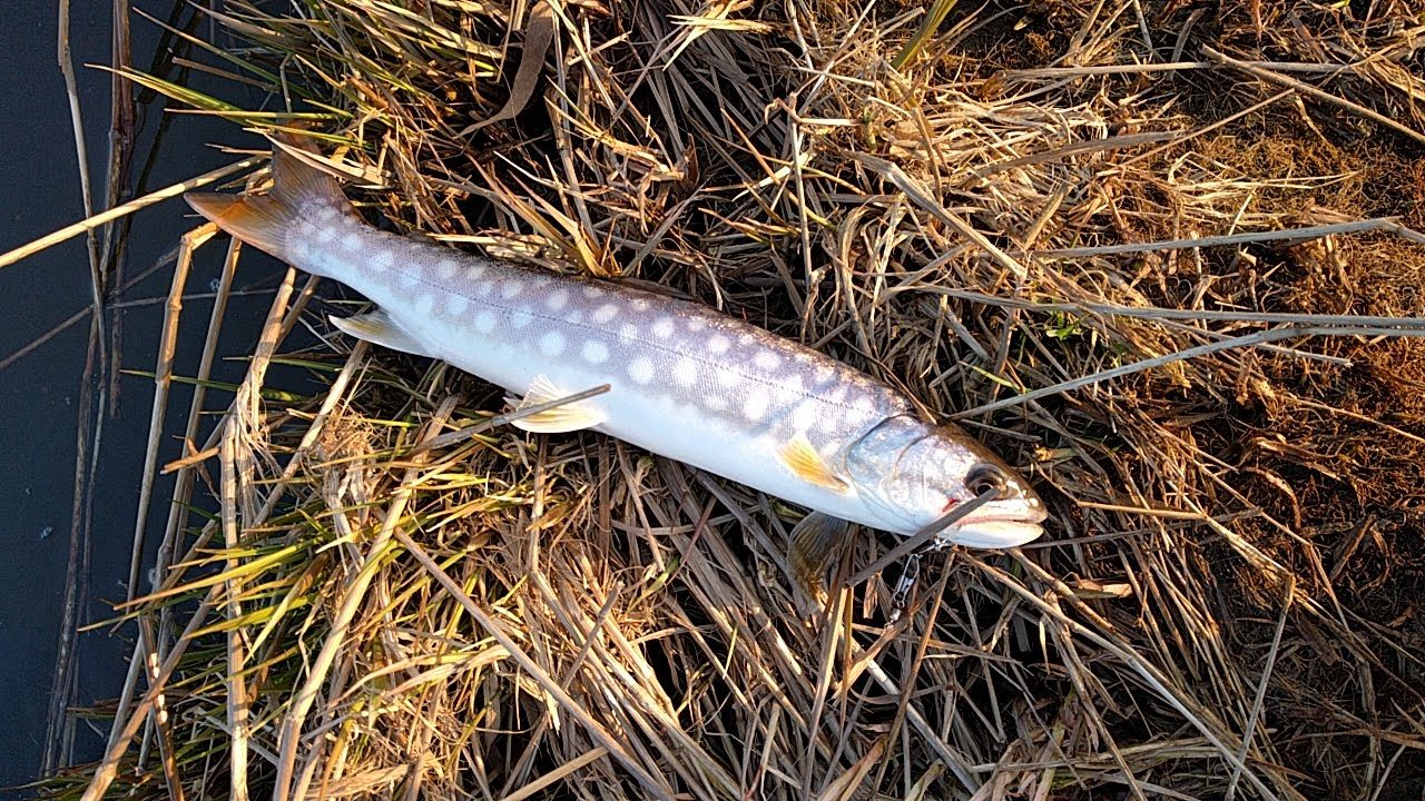 いれば釣れる、いなければ釣れない