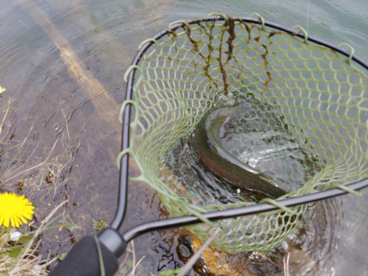 士幌フィッシングパークのにじます