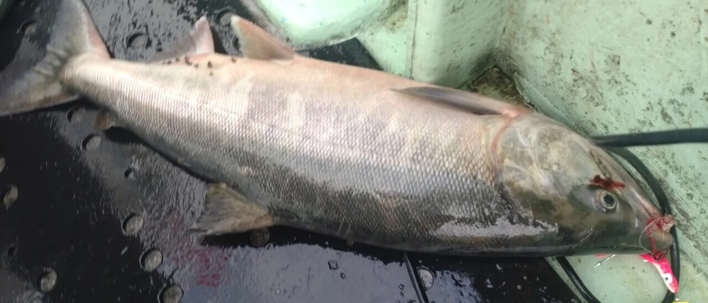 船釣りの風景 - つりぐ買取ドットJP